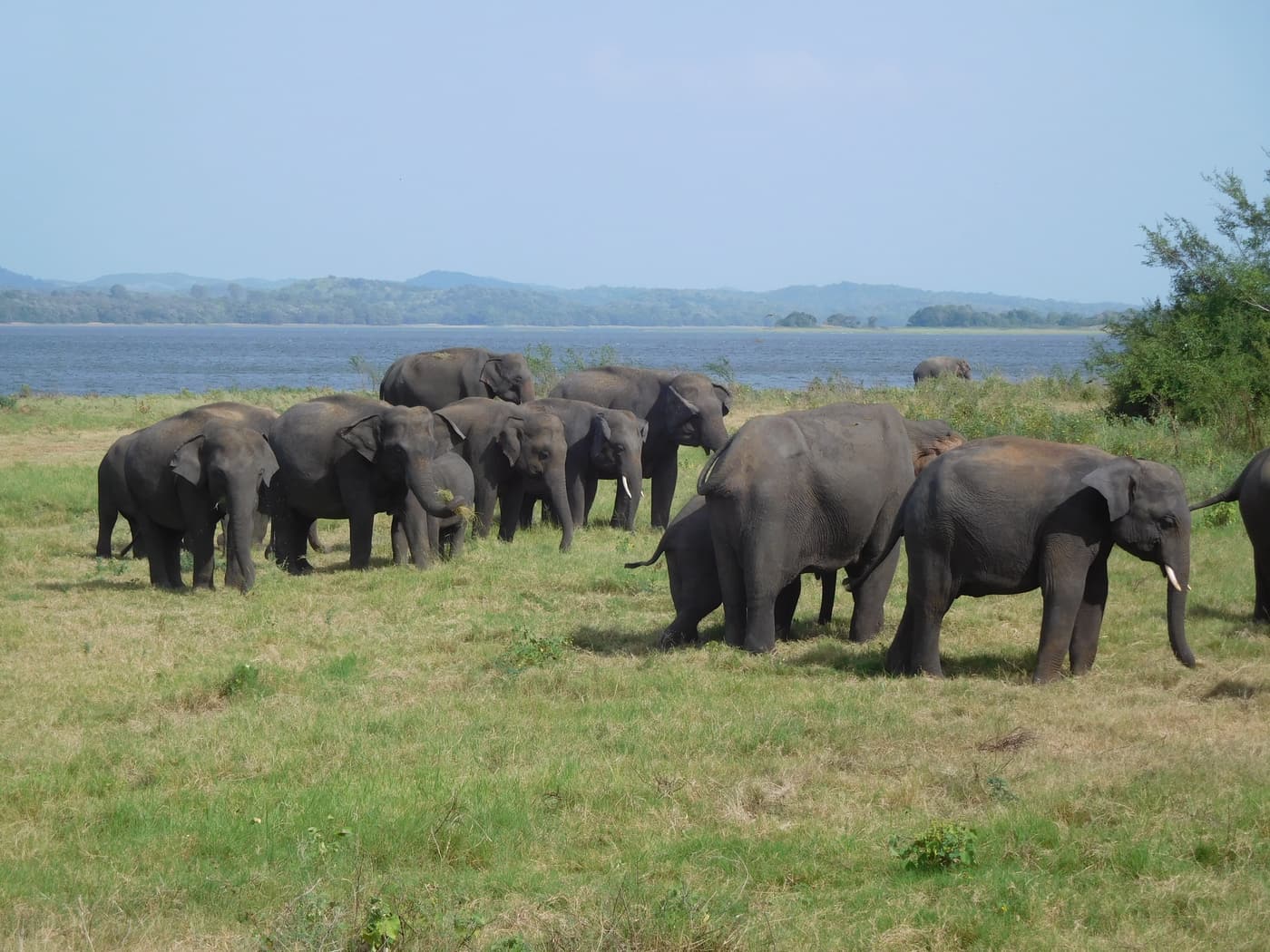A large herd of wild elephants spread across the grass beside the Minneriya reservoir