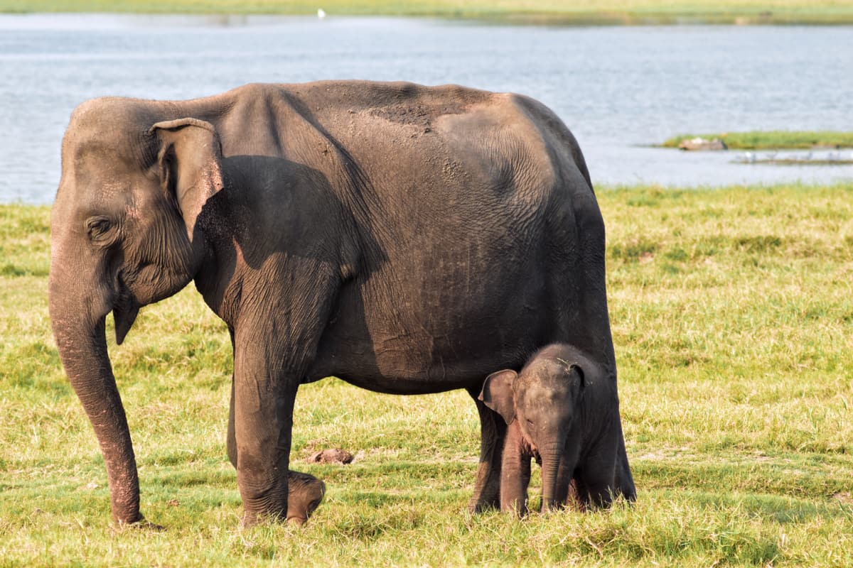 A mother elephant and her calf grazing on the grass beside the Minneriya reservoir
