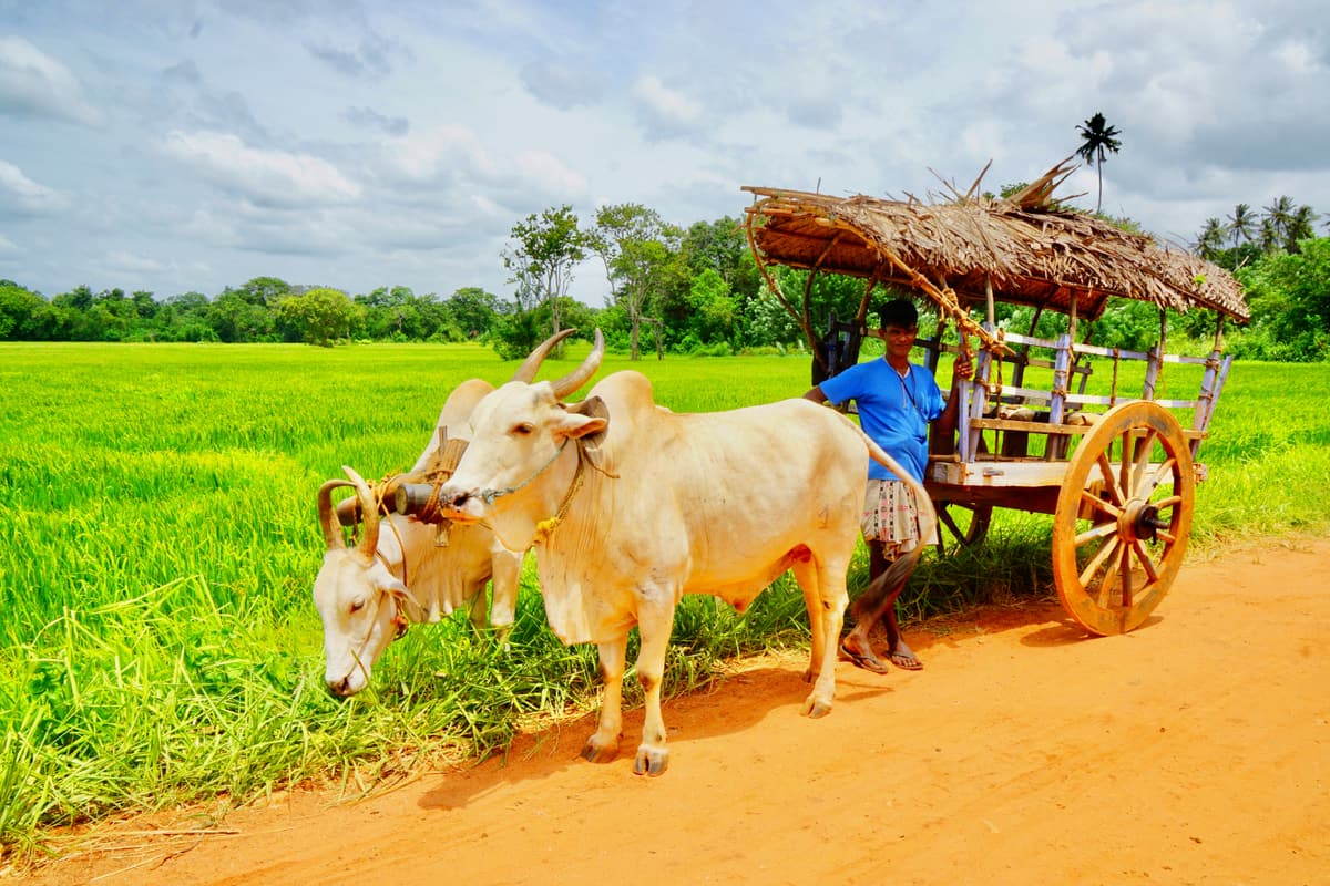 A thatched bullock cart pulled by two white oxen on a red earth track beside a paddy field